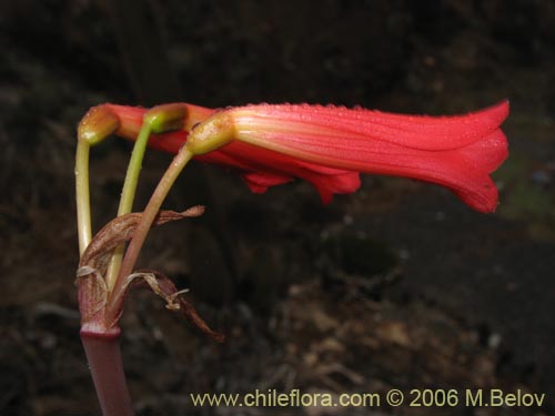 Bild von Phycella ignea (Añañuca de fuego). Klicken Sie, um den Ausschnitt zu vergrössern.