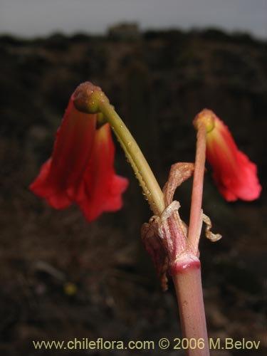 Image of Phycella ignea (Añañuca de fuego). Click to enlarge parts of image.