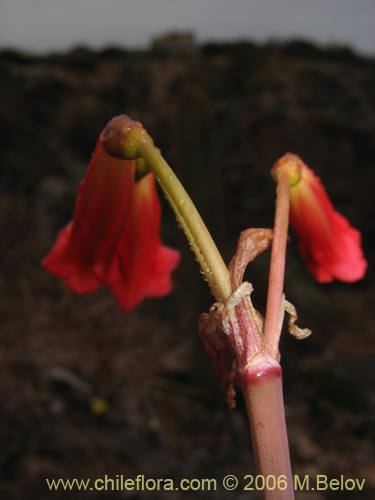 Bild von Phycella ignea (Añañuca de fuego). Klicken Sie, um den Ausschnitt zu vergrössern.