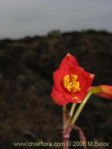 Фотография Phycella ignea (Añañuca de fuego). Щелкните, чтобы увеличить вырез.