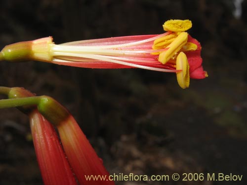 Фотография Phycella ignea (Añañuca de fuego). Щелкните, чтобы увеличить вырез.