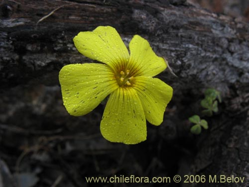 Oxalis carnosa var. incana의 사진