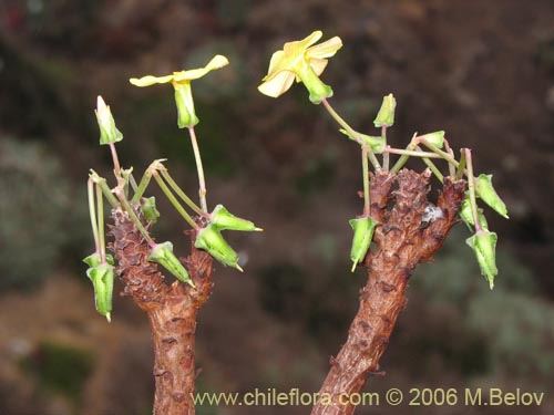 Oxalis carnosa var. incana의 사진