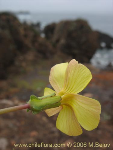 Oxalis carnosa var. incana의 사진