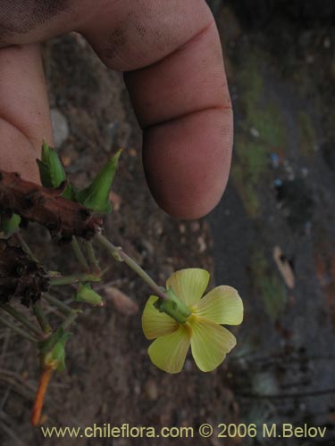 Oxalis carnosa var. incana의 사진