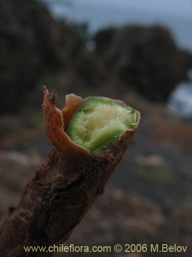 Image of Oxalis carnosa var. incana (). Click to enlarge parts of image.