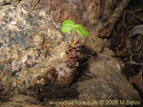 Image of Oxalis carnosa var. incana (). Click to enlarge parts of image.