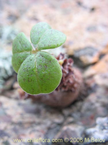 Bild von Oxalis carnosa var. incana (). Klicken Sie, um den Ausschnitt zu vergrössern.