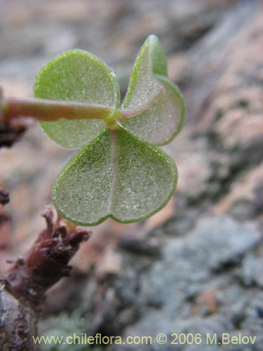 Oxalis carnosa var. incana의 사진