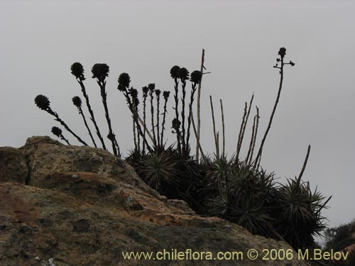 Bild von Puya venusta (Chagualillo). Klicken Sie, um den Ausschnitt zu vergrössern.