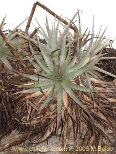 Imágen de Puya venusta (Chagualillo). Haga un clic para aumentar parte de imágen.