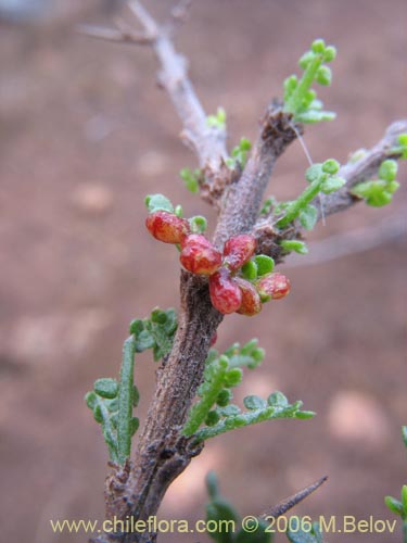 Фотография Fuchsia lycioides (Palo de yegua / Palo falso). Щелкните, чтобы увеличить вырез.