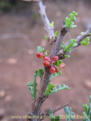 Image of Fuchsia lycioides (Palo de yegua / Palo falso). Click to enlarge parts of image.