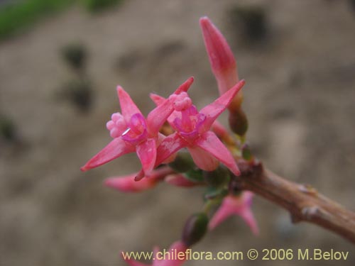 Image of Fuchsia lycioides (Palo de yegua / Palo falso). Click to enlarge parts of image.