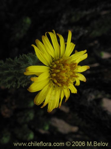 Bild von Haplopappus foliosus (Cuerno de cabra). Klicken Sie, um den Ausschnitt zu vergrössern.