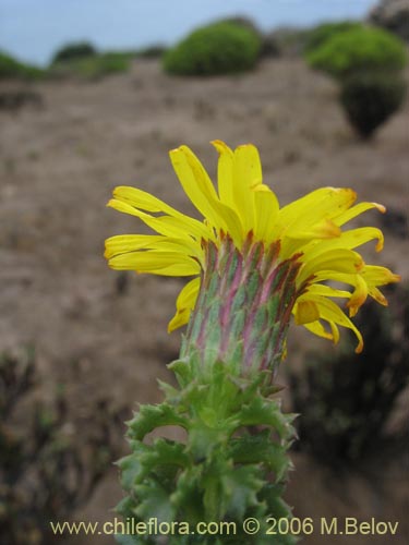 Bild von Haplopappus foliosus (Cuerno de cabra). Klicken Sie, um den Ausschnitt zu vergrössern.