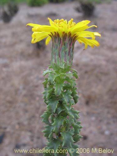 Image of Haplopappus foliosus (Cuerno de cabra). Click to enlarge parts of image.