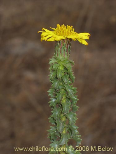 Imágen de Haplopappus foliosus (Cuerno de cabra). Haga un clic para aumentar parte de imágen.