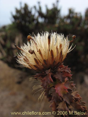 Bild von Haplopappus foliosus (Cuerno de cabra). Klicken Sie, um den Ausschnitt zu vergrössern.