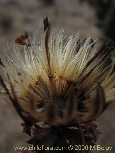 Bild von Haplopappus foliosus (Cuerno de cabra). Klicken Sie, um den Ausschnitt zu vergrössern.