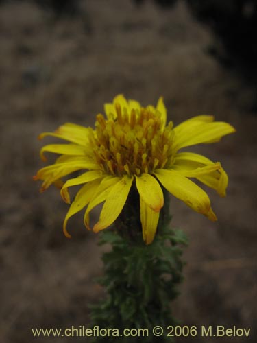 Image of Haplopappus foliosus (Cuerno de cabra). Click to enlarge parts of image.