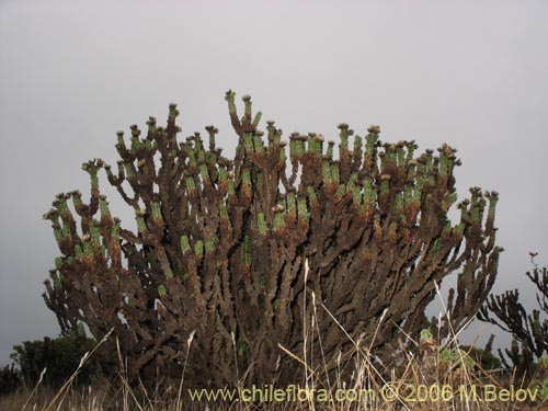 Image of Haplopappus foliosus (Cuerno de cabra). Click to enlarge parts of image.