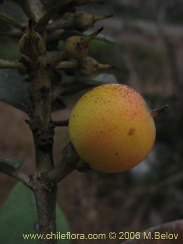 Фотография Pouteria splendens (Lucumo silvestre). Щелкните, чтобы увеличить вырез.