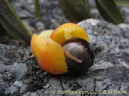 Фотография Pouteria splendens (Lucumo silvestre). Щелкните, чтобы увеличить вырез.