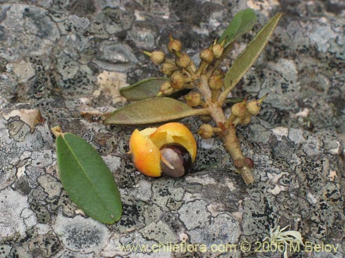 Фотография Pouteria splendens (Lucumo silvestre). Щелкните, чтобы увеличить вырез.