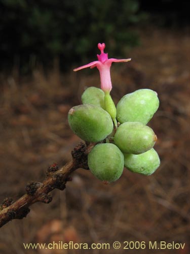 Image of Fuchsia lycioides (Palo de yegua / Palo falso). Click to enlarge parts of image.