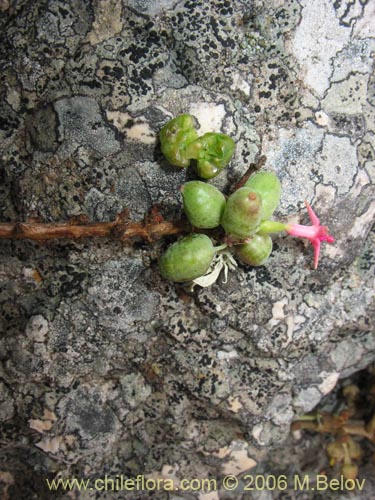 Фотография Fuchsia lycioides (Palo de yegua / Palo falso). Щелкните, чтобы увеличить вырез.