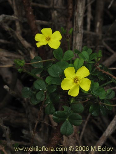 Oxalis carnosa var. incana의 사진