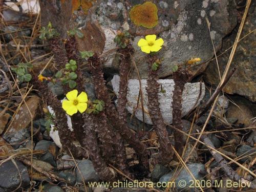 Oxalis carnosa var. incana的照片