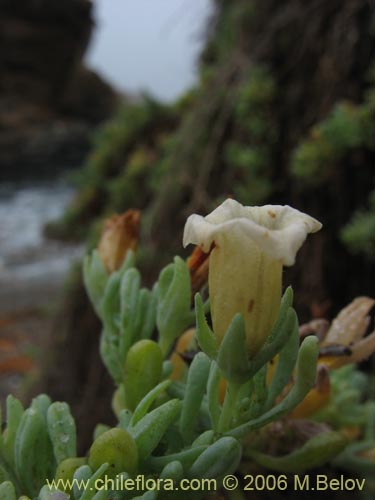 Bild von Nolana crassulifolia (Sosa / Hierba de la lombriz / Sosa brava). Klicken Sie, um den Ausschnitt zu vergrössern.