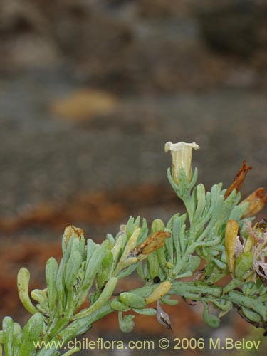 Bild von Nolana crassulifolia (Sosa / Hierba de la lombriz / Sosa brava). Klicken Sie, um den Ausschnitt zu vergrössern.