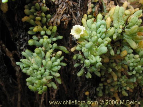 Image of Nolana crassulifolia (Sosa / Hierba de la lombriz / Sosa brava). Click to enlarge parts of image.