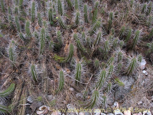Image of Eulychnia castanea (Copado de Philippi). Click to enlarge parts of image.