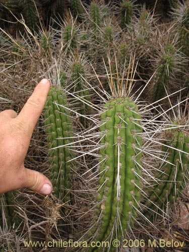 Image of Eulychnia castanea (Copado de Philippi). Click to enlarge parts of image.