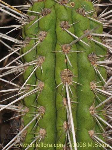 Image of Eulychnia castanea (Copado de Philippi). Click to enlarge parts of image.