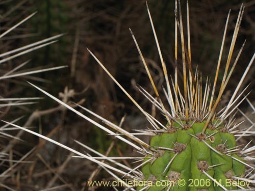 Image of Eulychnia castanea (Copado de Philippi). Click to enlarge parts of image.