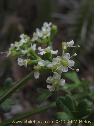 Imágen de Apium sellowianum (). Haga un clic para aumentar parte de imágen.