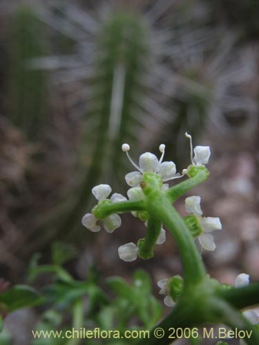 Apium sellowianumの写真