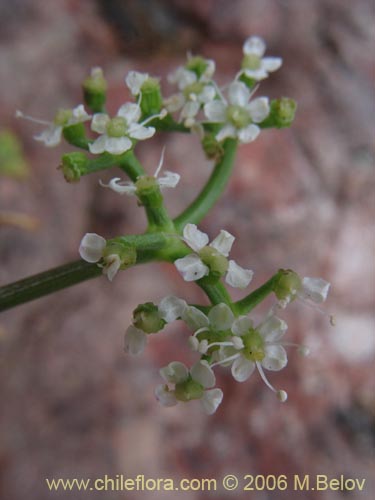 Apium sellowianumの写真