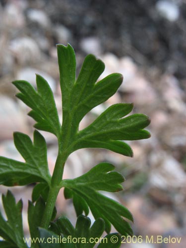 Imágen de Apium sellowianum (). Haga un clic para aumentar parte de imágen.