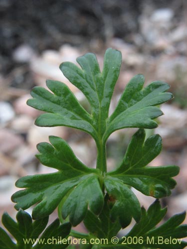 Apium sellowianumの写真