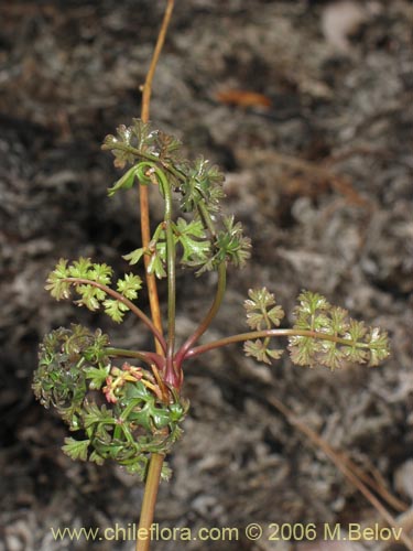 Apium sellowianumの写真