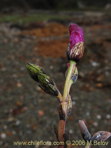 Bild von Cistanthe sp. #2737 (). Klicken Sie, um den Ausschnitt zu vergrössern.