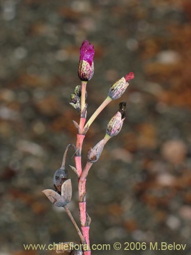 Image of Cistanthe sp. #2737 (). Click to enlarge parts of image.