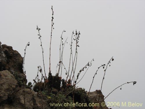 Imágen de Cistanthe sp. #2737 (). Haga un clic para aumentar parte de imágen.