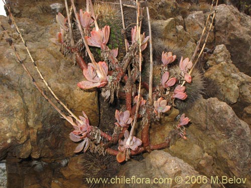 Cistanthe sp. #2737の写真